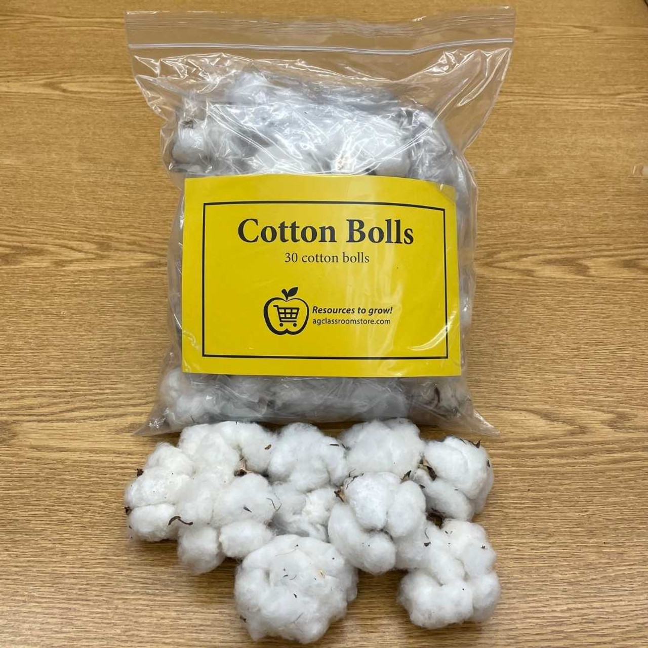 Cotton Bolls